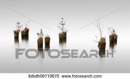 Stock Image - Wooden piles from old jetty, Klein Köriser See, Brandenburg, Germany, Europe. Fotosearch