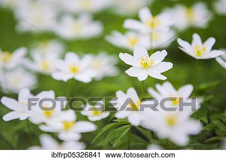 Stock Image - Woodwindroeschen, Anemone nemorosa, Switzerland, Europe. Fotosearch