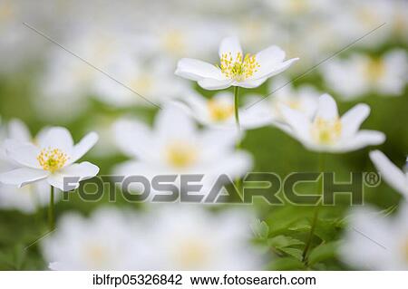 Stock Image - Woodwindroeschen, Anemone nemorosa, Switzerland, Europe. Fotosearch