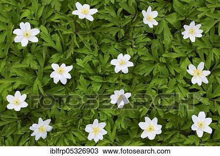 Woodwindroeschen, Anemone nemorosa, Switzerland, Europe View Large Photo Image Stock Image - Woodwindroeschen, Anemone nemorosa, Switzerland, Europe. Fotosearch
