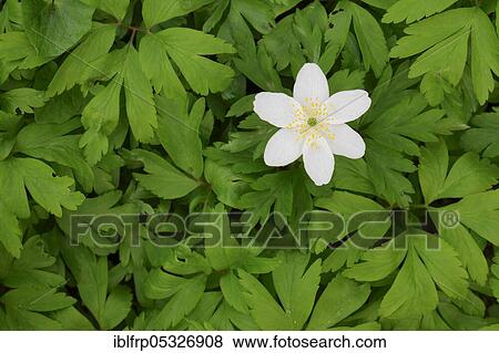 Stock Photo - Woodwindroeschen, Anemone nemorosa, Switzerland, Europe. Fotosearch