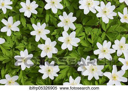 Woodwindroeschen, Anemone nemorosa, Switzerland, Europe View Large Photo Image Stock Photography - Woodwindroeschen, Anemone nemorosa, Switzerland, Europe. Fotosearch