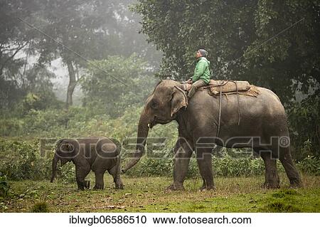 Working elephant with rider and young in the jungle, Elephant Breeding Centre, Chitwan National Park Sauraha, Nepal, Asia View Large Photo Image Stock Image - Working elephant with rider and young in the jungle, Elephant Breeding Centre, Chitwan National Park Sauraha, Nepal, Asia. Fotosearch
