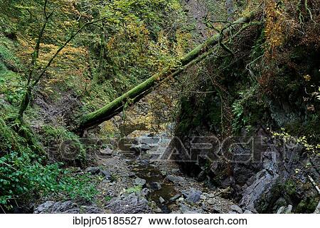 Stock Photo - Wutach Gorge, Lotenbach Gorge, Lotenbach, nature park Reserve, Southern Black Forest nature park Park, Black Forest, High Black Forest, Baden-Württemberg, Germany, Europe. Fotosearch