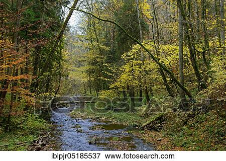 Wutach Gorge, Wild River Gauchach, Tributary of the Wutach, nature park Reserve, Black Forest, Southern Black Forest nature park Park, High Black Forest, Baden-Württemberg, Germany, Europe View Large Photo Image Stock Photo - Wutach Gorge, Wild River Gauchach, Tributary of the Wutach, nature park Reserve, Black Forest, Southern Black Forest nature park Park, High Black Forest, Baden-Württemberg, Germany, Europe. Fotosearch