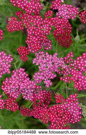 Yarrow (Achillea millefolium) Variety Summer Wine View Large Photo Image Stock Photo - Yarrow (Achillea millefolium) Variety Summer Wine. Fotosearch