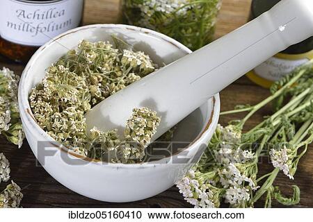 Yarrow, flower powder (Achillea millefolium) View Large Photo Image Stock Image - Yarrow, flower powder (Achillea millefolium). Fotosearch