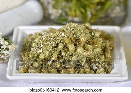 Yarrow, flower powder (Achillea millefolium) View Large Photo Image Stock Image - Yarrow, flower powder (Achillea millefolium). Fotosearch