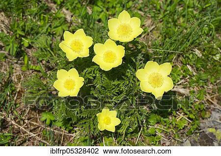 Stock Image - Yellow Alpine cowbell, Pulsatilla alpina subsp. apiifolia, Switzerland, Europe. Fotosearch