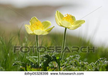Stock Photo - Yellow Alpine cowbell, Pulsatilla alpina subsp. apiifolia, Switzerland, Europe. Fotosearch