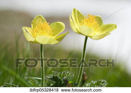 Stock Photo - Yellow Alpine cowbell, Pulsatilla alpina subsp. apiifolia, Switzerland, Europe. Fotosearch