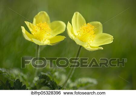 Stock Photograph - Yellow Alpine cowbell, Pulsatilla alpina subsp. apiifolia, Switzerland, Europe. Fotosearch