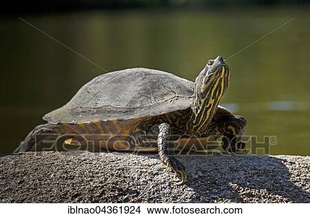 Picture - Yellow-bellied slider (Trachemys scripta scripta) basking on stone, Baden-Württemberg, Germany, Europe. Fotosearch