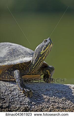 Stock Image - Yellow-bellied slider (Trachemys scripta scripta) basking on stone, Baden-Württemberg, Germany, Europe. Fotosearch
