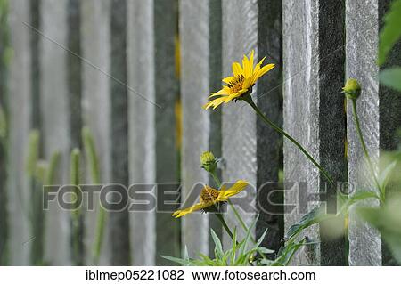 Yellow coneflower (Rudbeckia fulgida) on garden fence View Large Photo Image Stock Image - Yellow coneflower (Rudbeckia fulgida) on garden fence. Fotosearch