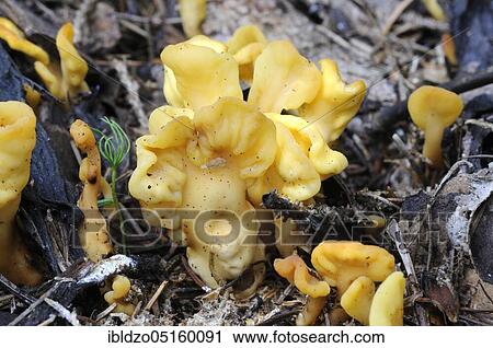 Stock Image - Yellow earth tongue, the yellow fan, the fairy fan (Spathularia flavida). Fotosearch