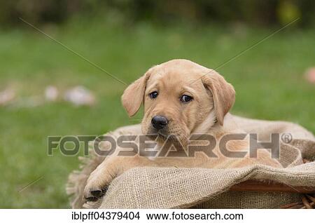 Yellow Labrador puppy sitting in dog basket View Large Photo Image Picture - Yellow Labrador puppy sitting in dog basket. Fotosearch