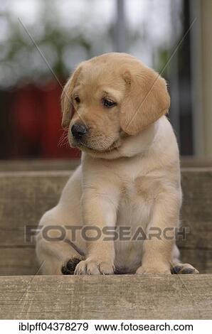 Yellow Labrador Retriever puppy sitting on step View Large Photo Image Stock Photo - Yellow Labrador Retriever puppy sitting on step. Fotosearch