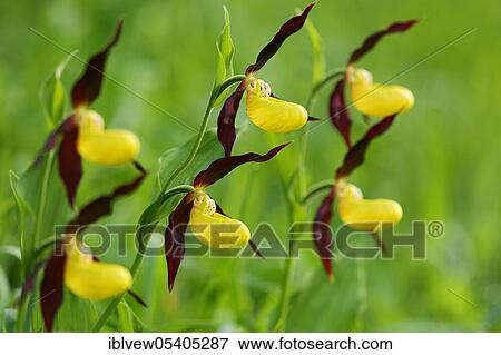 Yellow lady's slipper orchid (Cypripedium calceolus), Upper Danube nature park Park, Baden-Wurttemberg, Germany, Europe View Large Photo Image Stock Photo - Yellow lady's slipper orchid (Cypripedium calceolus), Upper Danube nature park Park, Baden-Wurttemberg, Germany, Europe. Fotosearch