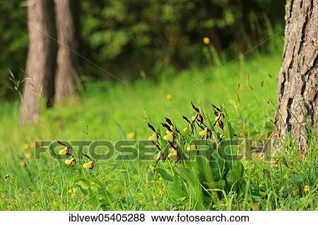 Yellow lady's slipper orchid (Cypripedium calceolus), Upper Danube nature park Park, Baden-Wurttemberg, Germany, Europe View Large Photo Image Stock Photo - Yellow lady's slipper orchid (Cypripedium calceolus), Upper Danube nature park Park, Baden-Wurttemberg, Germany, Europe. Fotosearch