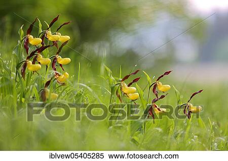 Stock Photography - Yellow lady's slipper orchid (Cypripedium calceolus), Upper Danube nature park Park, Baden-Wurttemberg, Germany, Europe. Fotosearch