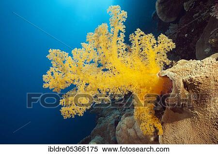 Yellow soft coral (Dendronephthya klunzingeri), Osprey Reef, Coral Sea, Australia, Oceania View Large Photo Image Stock Photography - Yellow soft coral (Dendronephthya klunzingeri), Osprey Reef, Coral Sea, Australia, Oceania. Fotosearch
