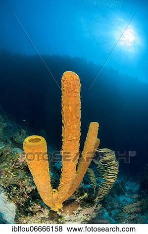 Yellow tube sponge (Aplysina fistularis), gardens of the queen national park, Cuba, Central America View Large Photo Image Stock Photo - Yellow tube sponge (Aplysina fistularis), gardens of the queen national park, Cuba, Central America. Fotosearch