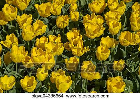 Yellow tulips (Tulipa sp. ), Pluvial d'Oro variety, historic tulip variety from 1925, Keukenhof Gardens, Lisse, Netherlands View Large Photo Image Picture - Yellow tulips (Tulipa sp. ), Pluvial d'Oro variety, historic tulip variety from 1925, Keukenhof Gardens, Lisse, Netherlands. Fotosearch