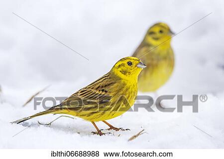 Yellowhammer (Emberiza citrinella) Male foraging in the snow, Middle Elbe Biosphere Reserve, Saxony-Anhalt, Germany, Europe View Large Photo Image Stock Photo - Yellowhammer (Emberiza citrinella) Male foraging in the snow, Middle Elbe Biosphere Reserve, Saxony-Anhalt, Germany, Europe. Fotosearch