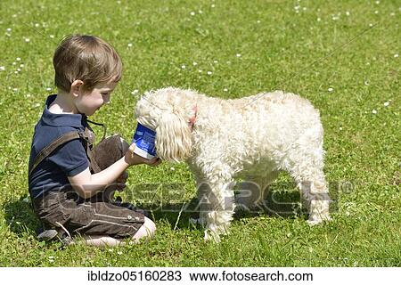 Young and mixed-breed dog, licks cups View Large Photo Image Stock Image - Young and mixed-breed dog, licks cups. Fotosearch