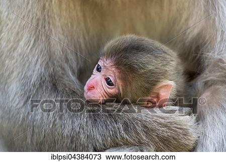 Young animal, Japanese Macaque (Macaca fuscata), Snow Monkey Park, Jigokudani, Yamanouchi, Japan, Asia View Large Photo Image Stock Image - Young animal, Japanese Macaque (Macaca fuscata), Snow Monkey Park, Jigokudani, Yamanouchi, Japan, Asia. Fotosearch