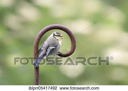 Young Blue Tit (Parus caeruleus), Lower Saxony, Germany, Europe View Large Photo Image Stock Image - Young Blue Tit (Parus caeruleus), Lower Saxony, Germany, Europe. Fotosearch