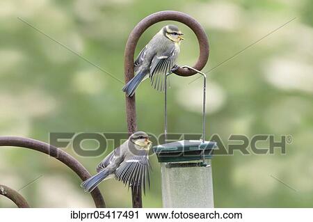 Stock Image - Young blue tits (Parus caeruleus), Lower Saxony, Germany, Europe. Fotosearch
