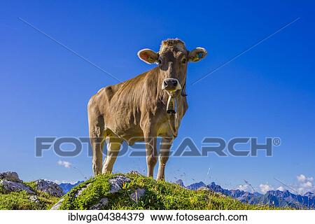 Young cattle, heifer (Bos taurus), Allgäu Braunvieh, domestic cattle (Bos primigenius taurus) on alpine meadow, Nebelhorn in Oberstdorf, Allgäu Alps, Allgäu, Bavaria, Germany, Europe View Large Photo Image Stock Photo - Young cattle, heifer (Bos taurus), Allgäu Braunvieh, domestic cattle (Bos primigenius taurus) on alpine meadow, Nebelhorn in Oberstdorf, Allgäu Alps, Allgäu, Bavaria, Germany, Europe. Fotosearch