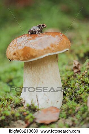 Stock Photo - Young common toad (Bufo bufo) on ceps (Boletus edulis) Saxony, Germany, Europe. Fotosearch