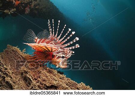 Zebra turkeyfish (Dendrochirus zebra) under boat jetty, pier, jetty, Ambon, Moluccas, Indonesia, Asia View Large Photo Image Stock Image - Zebra turkeyfish (Dendrochirus zebra) under boat jetty, pier, jetty, Ambon, Moluccas, Indonesia, Asia. Fotosearch