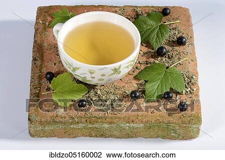 A cup of tea with black currant leaves (Ribes nigrum) View Large Photo Image Stock Image - A cup of tea with black currant leaves (Ribes nigrum). Fotosearch