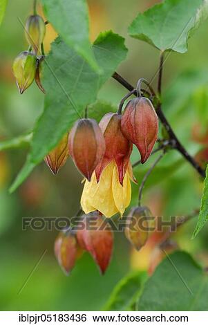 Stock Photograph - Abutilon varieties. Fotosearch