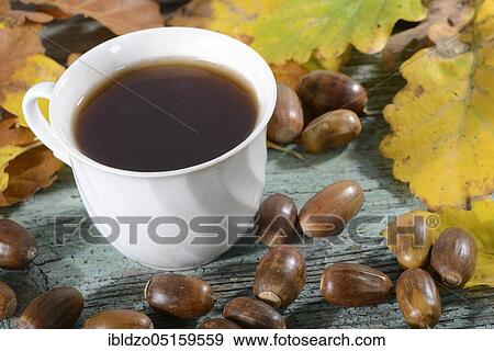 Acorn coffee, English oak, English oak (Quercus robur), cup View Large Photo Image Stock Photo - Acorn coffee, English oak, English oak (Quercus robur), cup. Fotosearch
