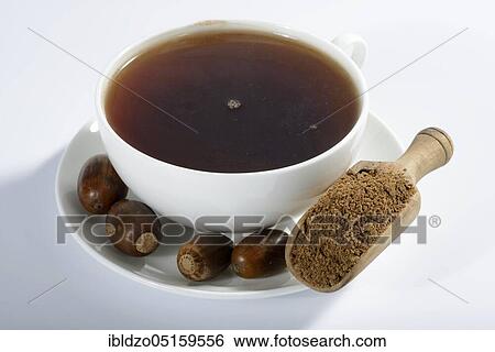 Acorn coffee, English oak, English oak (Quercus robur), cup View Large Photo Image Stock Photograph - Acorn coffee, English oak, English oak (Quercus robur), cup. Fotosearch