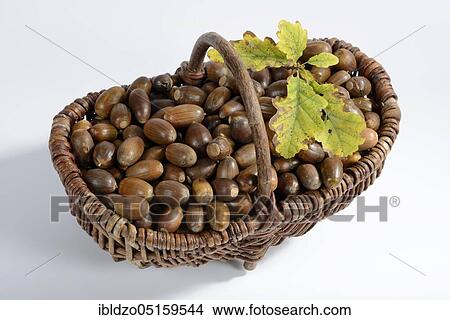 Acorns, English oak, English oak (Quercus robur), oak, basket View Large Photo Image Picture - Acorns, English oak, English oak (Quercus robur), oak, basket. Fotosearch