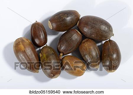 Acorns, English oak, English oak (Quercus robur), oak View Large Photo Image Stock Image - Acorns, English oak, English oak (Quercus robur), oak. Fotosearch
