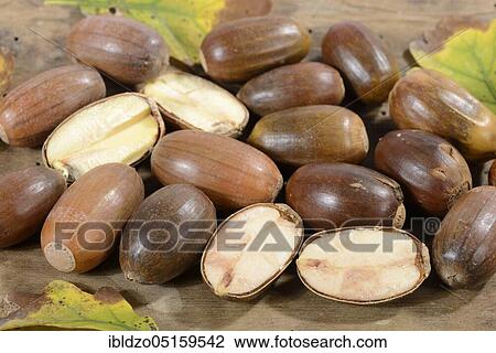 Acorns, English oak, English oak (Quercus robur), oak View Large Photo Image Stock Image - Acorns, English oak, English oak (Quercus robur), oak. Fotosearch