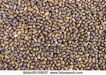 Stock Photo - Acorns, English oak, English oak (Quercus robur), oak. Fotosearch