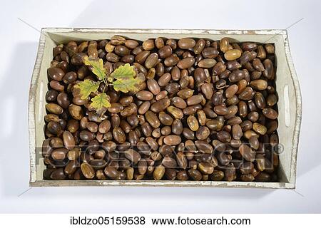 Stock Photo - Acorns, English oak, English oak (Quercus robur), oak. Fotosearch