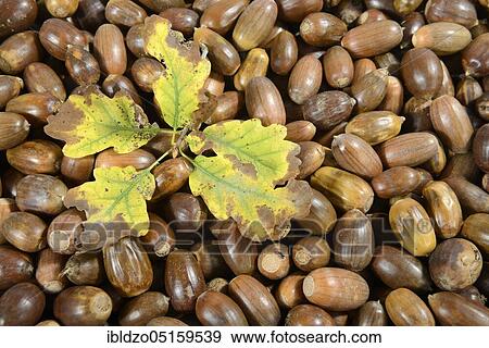 Acorns, English oak, English oak (Quercus robur), oak View Large Photo Image Stock Photo - Acorns, English oak, English oak (Quercus robur), oak. Fotosearch