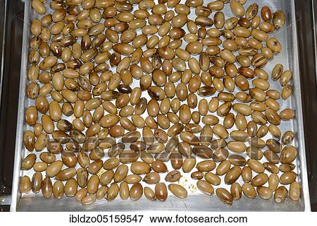 Acorns roasted, English oak, summer oak (Quercus robur), roasted, roasted, oven, oven tray, oven tray View Large Photo Image Stock Photo - Acorns roasted, English oak, summer oak (Quercus robur), roasted, roasted, oven, oven tray, oven tray. Fotosearch