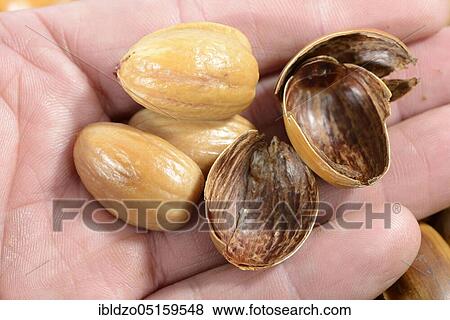 Acorns roasted, English oak, summer oak (Quercus robur), roasted, roasted, peeled View Large Photo Image Stock Photo - Acorns roasted, English oak, summer oak (Quercus robur), roasted, roasted, peeled. Fotosearch