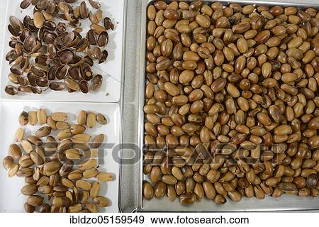 Acorns roasted, English oak, summer oak (Quercus robur), roasted, roasted, peeled, shells, seeds View Large Photo Image Stock Photo - Acorns roasted, English oak, summer oak (Quercus robur), roasted, roasted, peeled, shells, seeds. Fotosearch