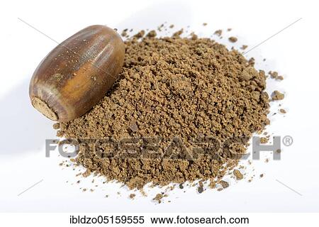 Acorns, roasted, ground, acorn flour, English oak, English oak (Quercus robur) View Large Photo Image Stock Photography - Acorns, roasted, ground, acorn flour, English oak, English oak (Quercus robur). Fotosearch